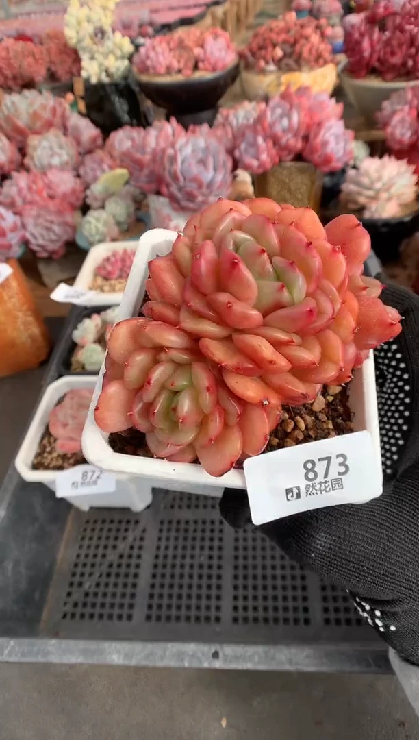 873梦露香奈儿多肉植物一物一拍