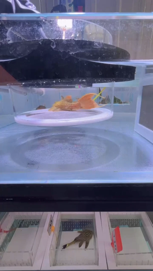 清道夫鱼11+不包入缸损30