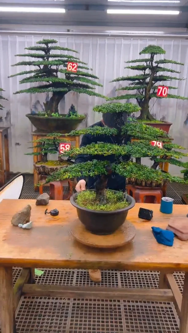 无花朵精品盆景直播间一物一拍