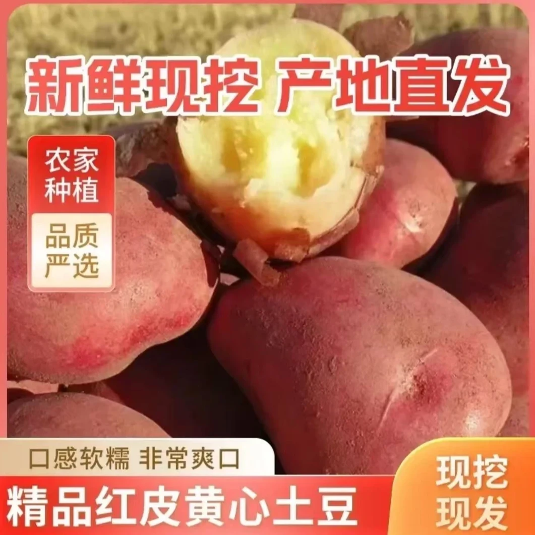【带箱9-10斤】新土豆2025年沙糯粉面开花洋芋沙地红皮黄心土豆