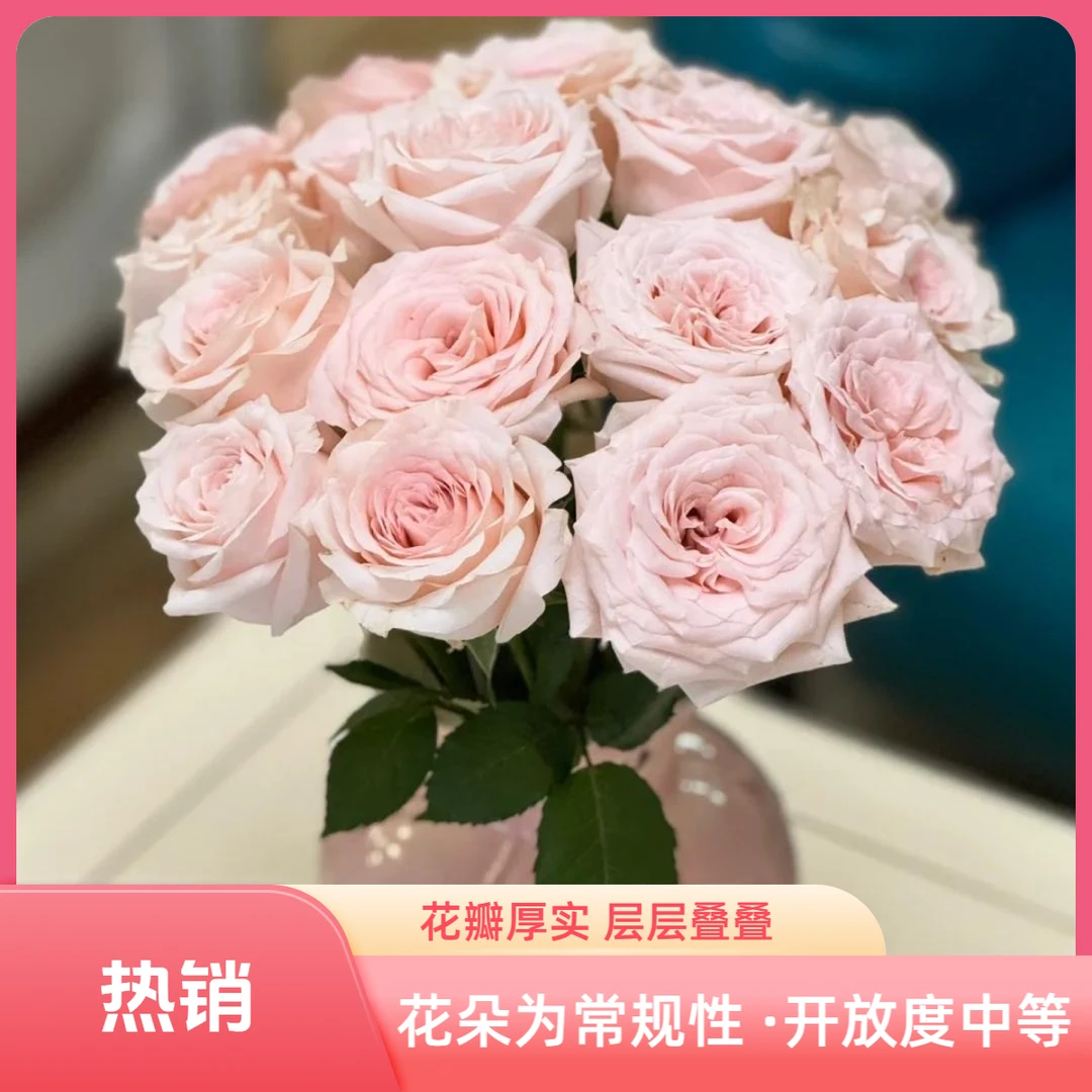 【杨苏莹花房】双鱼座玫瑰10枝 云南鲜花任意花材两单顺丰空运