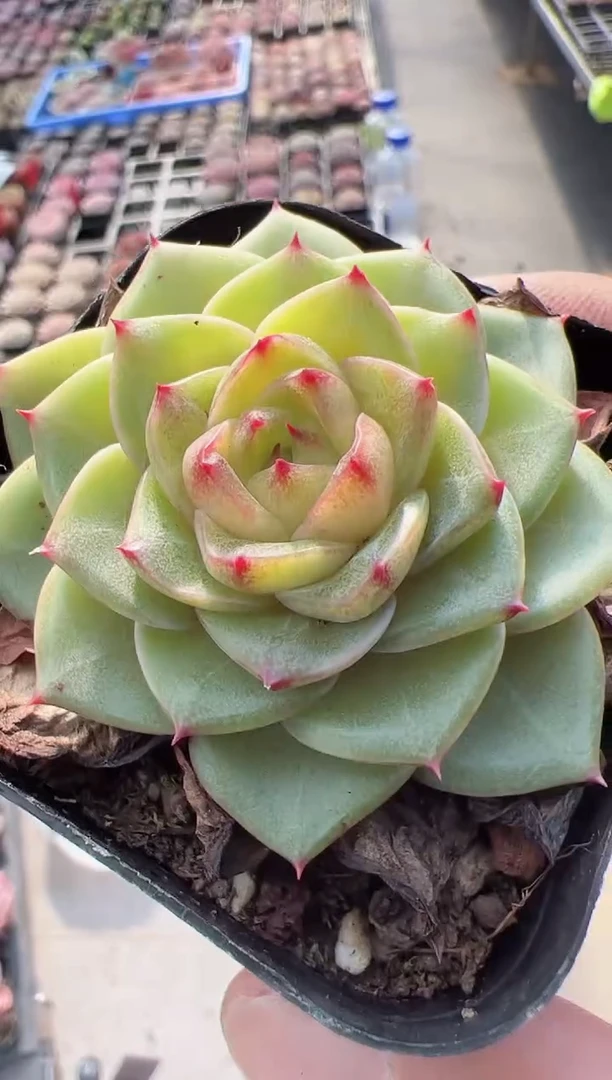 【闪购商品】龙鳞-7