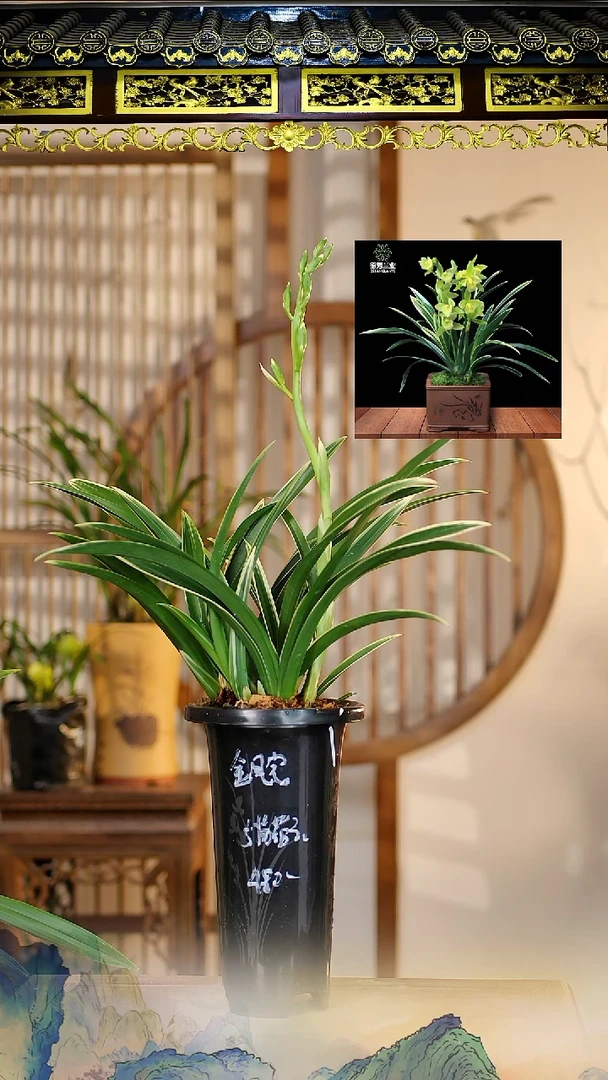 全部花苞金凤冠5苗2花