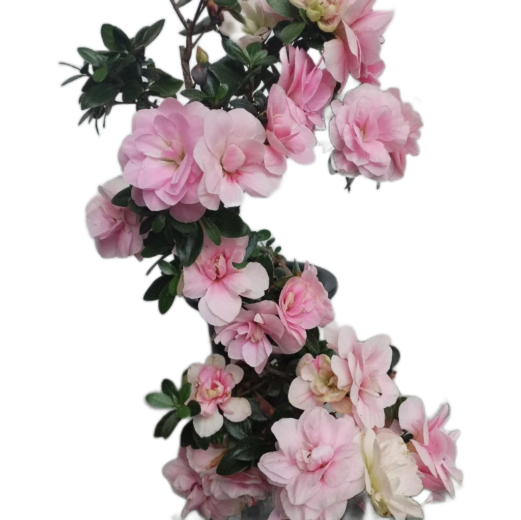 皋月杜鹃花   毛鹃本嫁接杜鹃（不包邮）