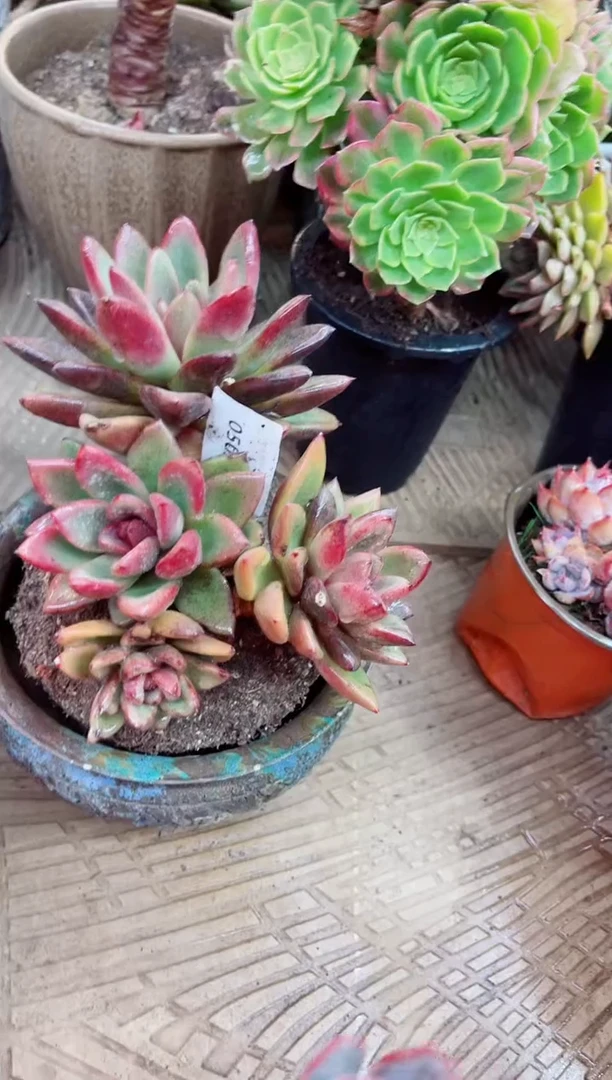 05029多肉植物一物一拍