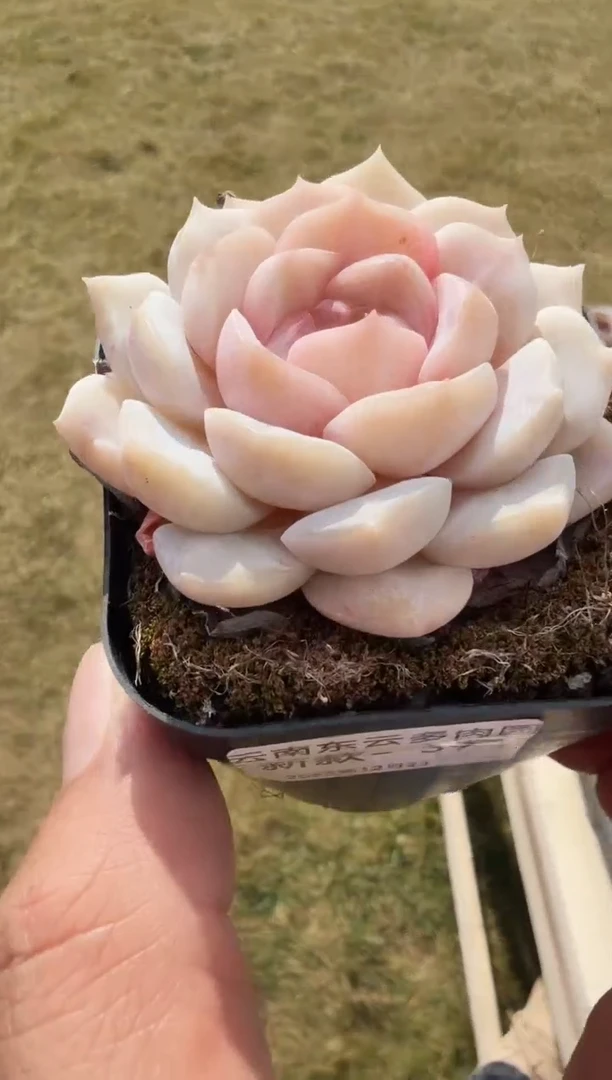 东云多肉园新款-39