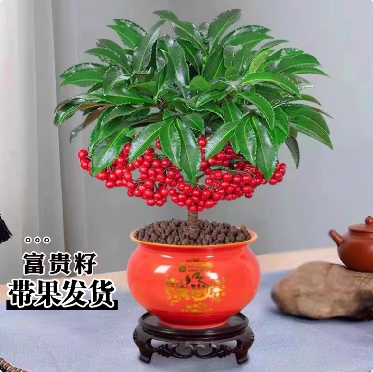 50-60cm富贵籽带果发货盆栽客厅旺宅绿植黄金万两