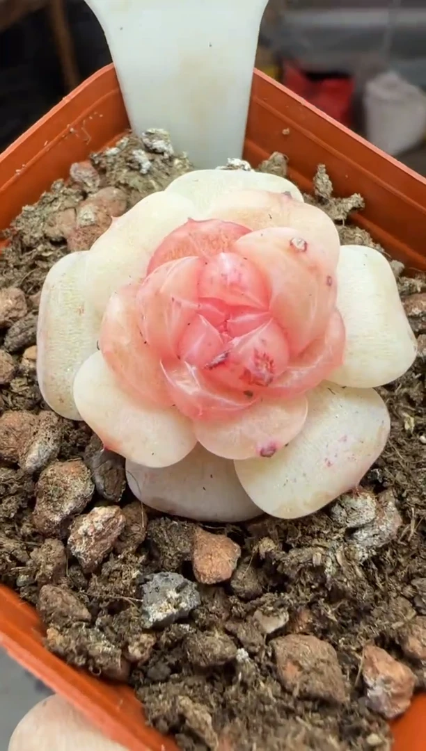 【闪购商品】一物一拍0307—328