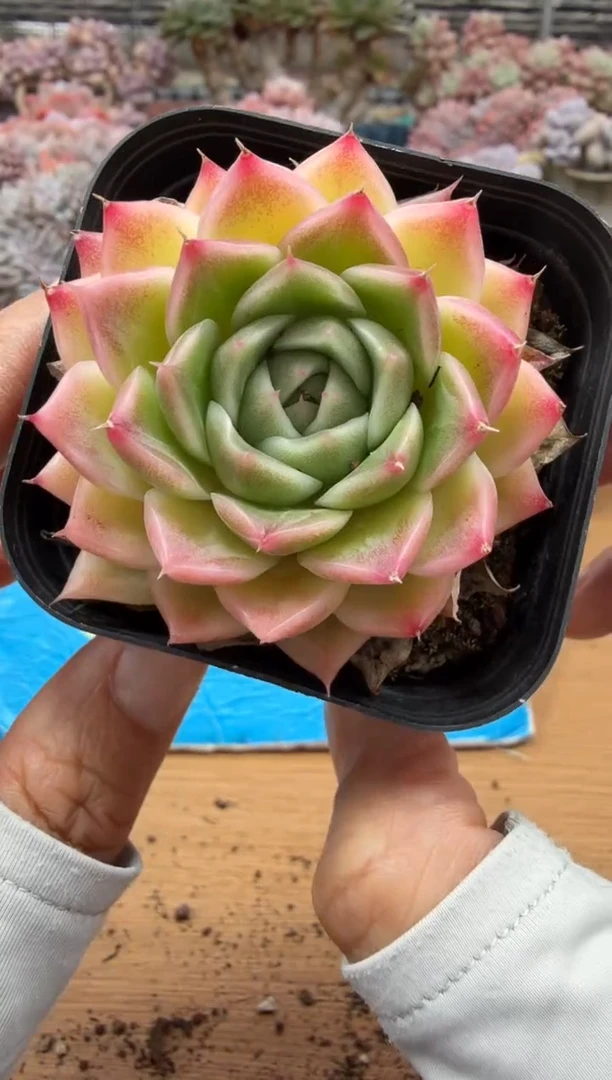 东云多肉园二店-319