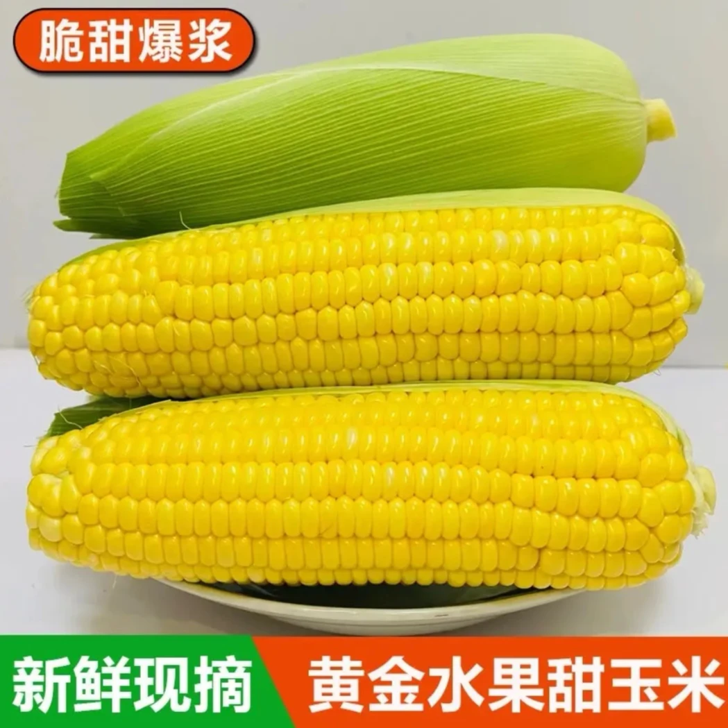 云南新鲜黄金水果玉米甜脆可生吃现摘现发香甜爆汁5斤