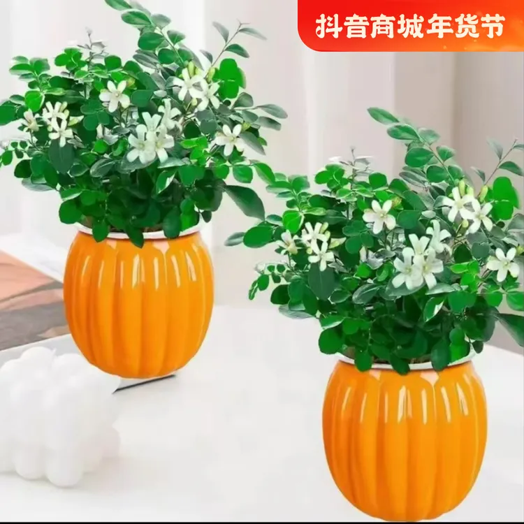 【买一送一】九里香盆栽室内绿植花卉桌面水培植物好养四季开花耐寒