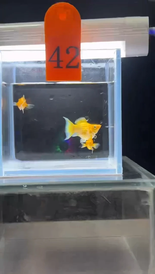 孔雀鱼黄金玛丽球编号42