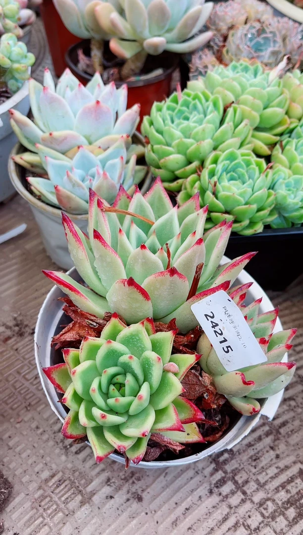 24215多肉植物一物一拍