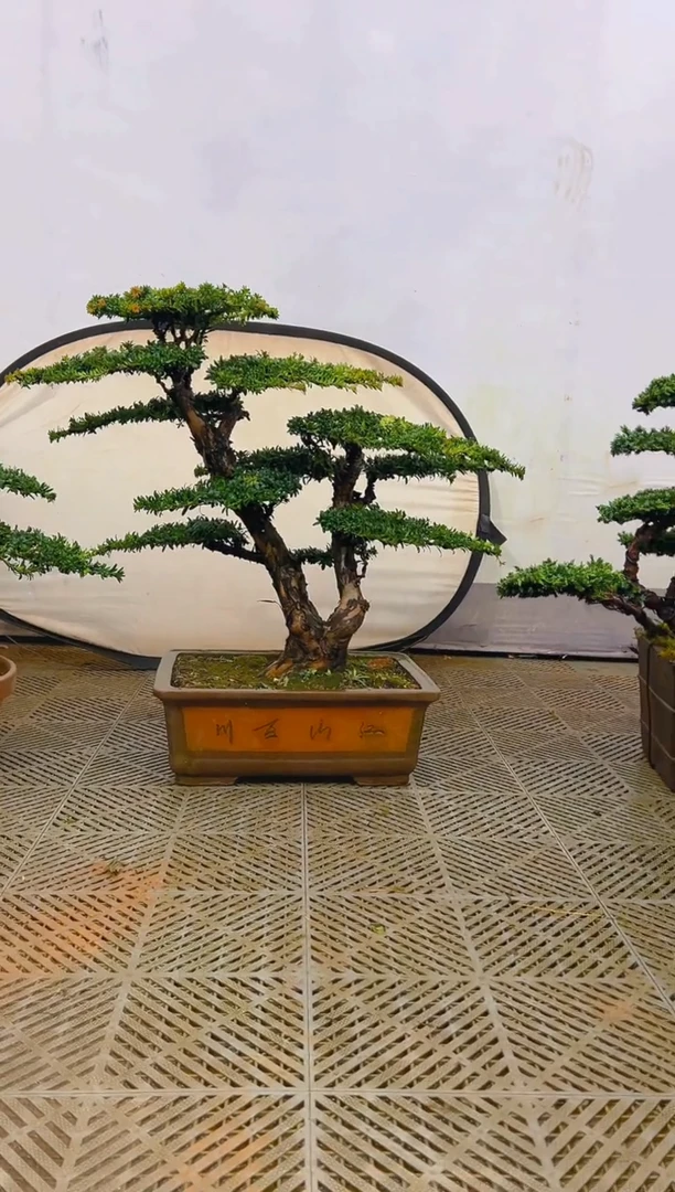 无花朵甜**苦一物一拍一物一拍