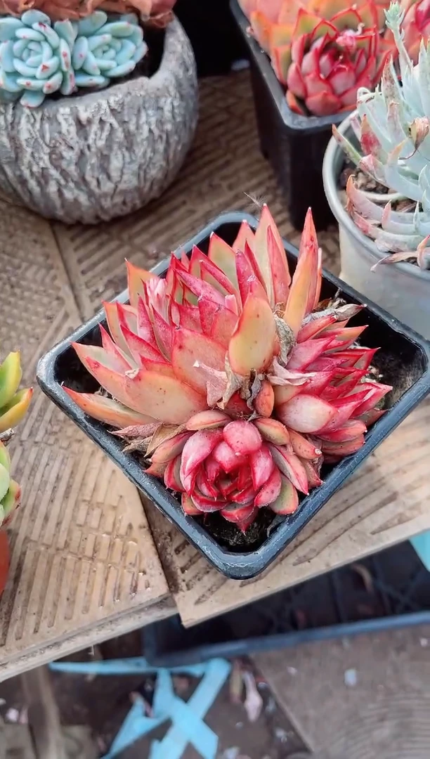 【闪购商品】11281