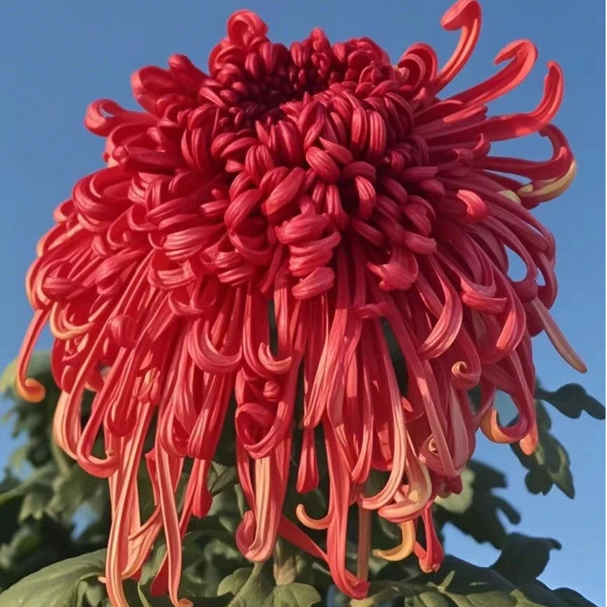 【火凤凰】九月大菊花苗稀有品种花期长耐热耐寒易养活喜阳