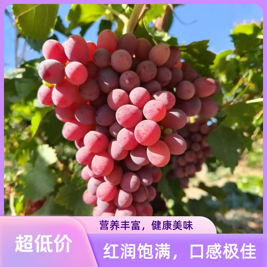 【国庆特惠】克洛生葡萄爆汁甜多当季新鲜水果