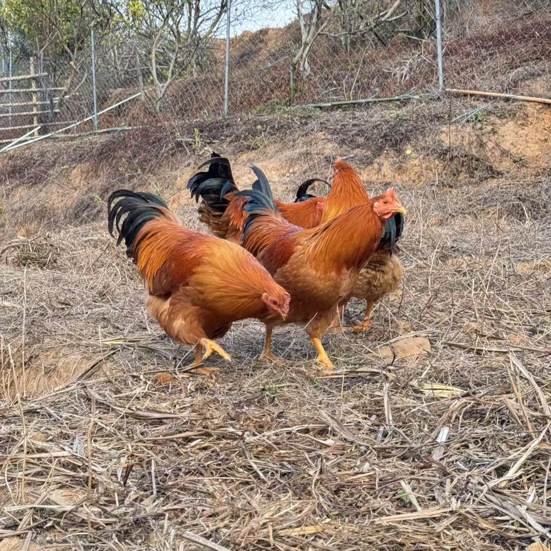 【散养大公鸡】现场称重链接