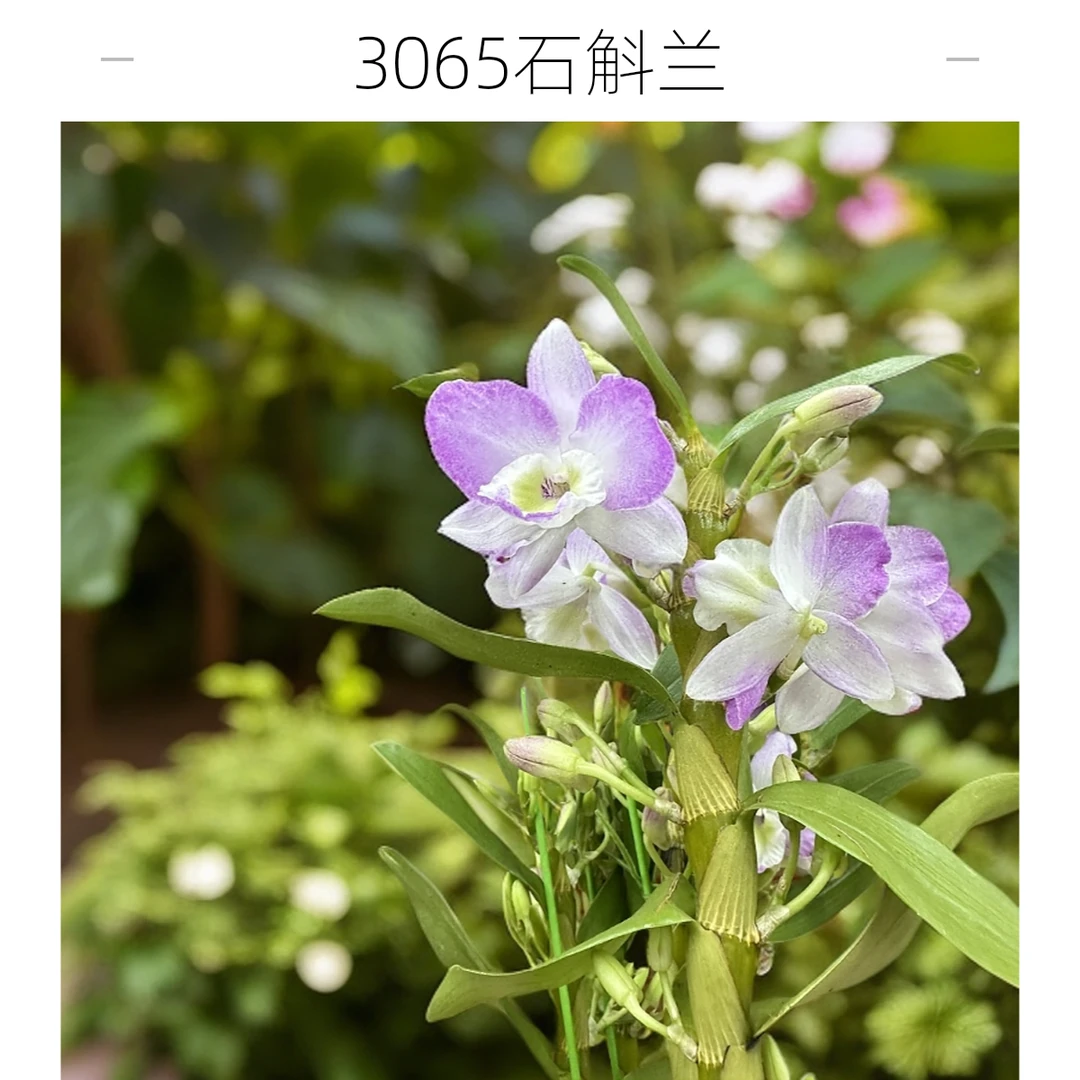 [3065/石斛兰]粉色花系列年宵花卉绿植室内居家绿植带花苞多花苞