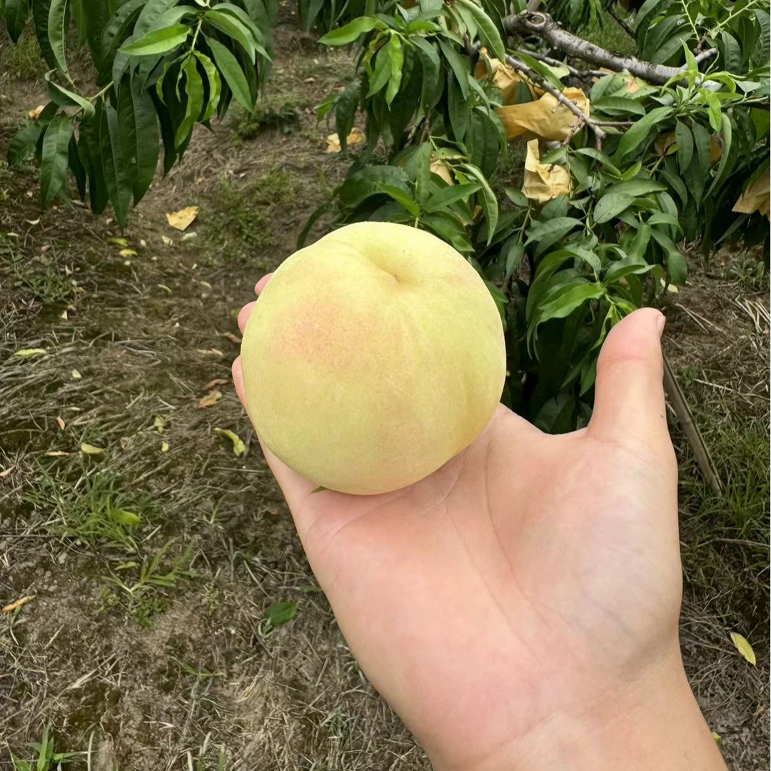 吴叔叔崇明湖景水蜜桃12个装汁水超多