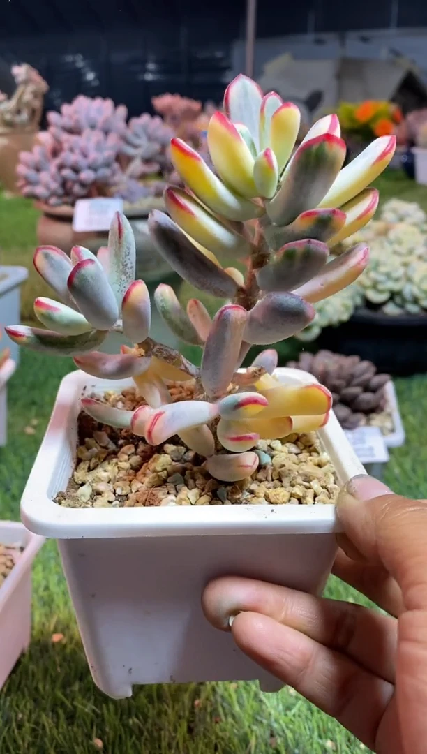 【闪购商品】0127a