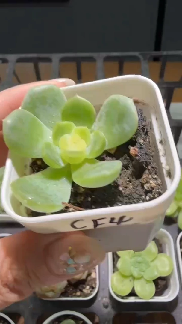 455   CF4多肉植物