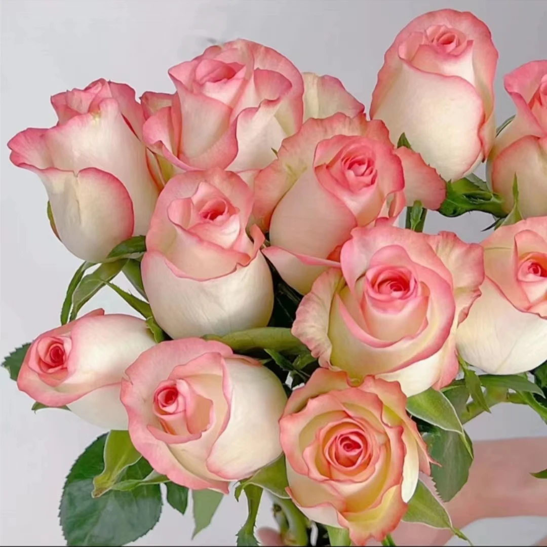 爱莎玫瑰40枝+配草 云南昆明基地鲜花直发 室内办公 水养鲜花