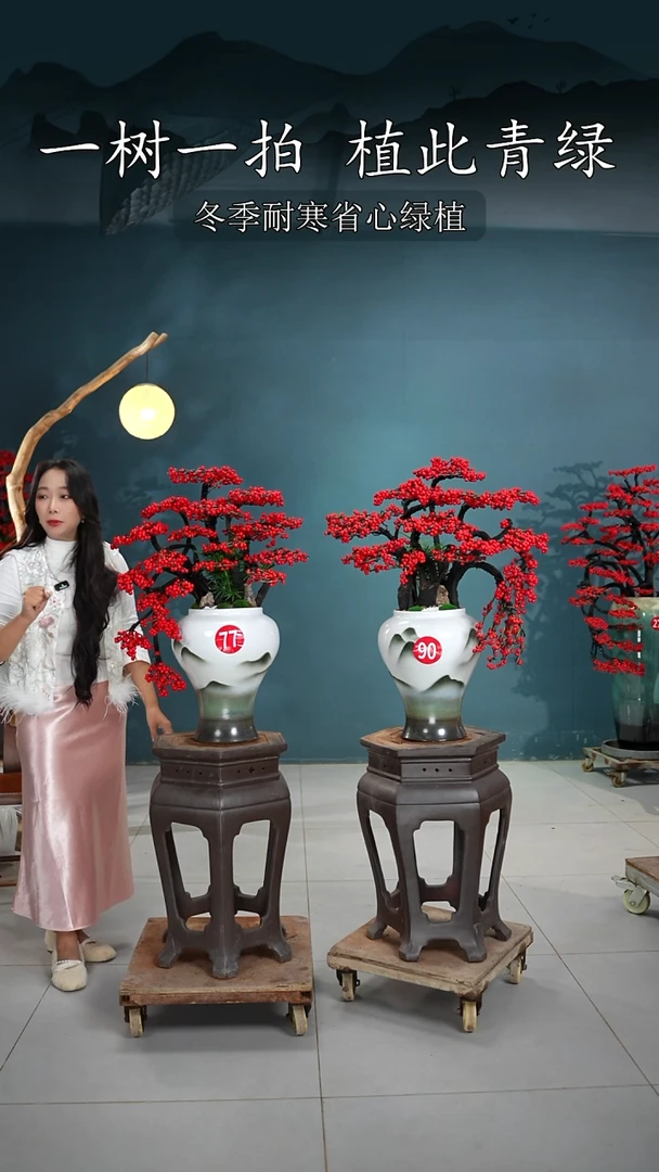 当前无花朵，栽培后可花朵永****纸北美冬青