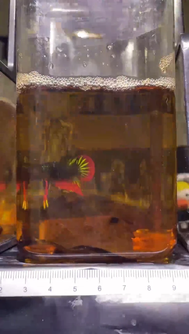 斗鱼泰国精品斗鱼A61