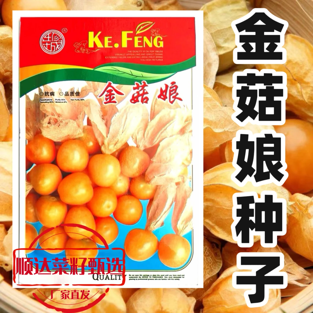 【金菇娘】菇娘种子
