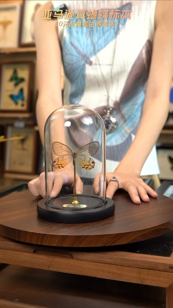 黄晶眼蝶小号玻璃罩