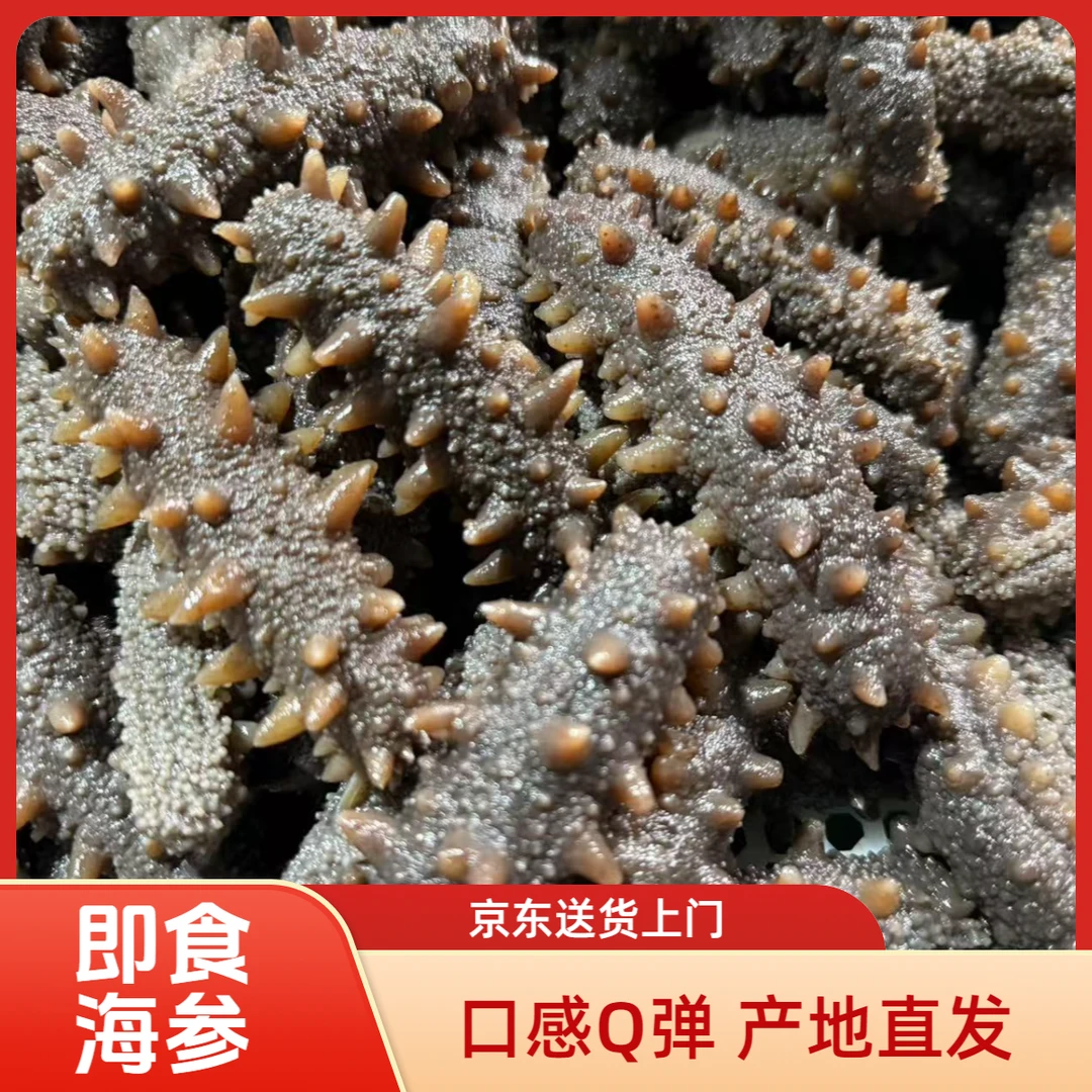两斤 青岛即食营养海参活参加工京东包邮 软糯Q弹