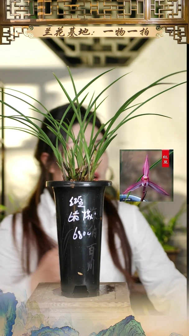 全部花苞红豆6苗7花苞