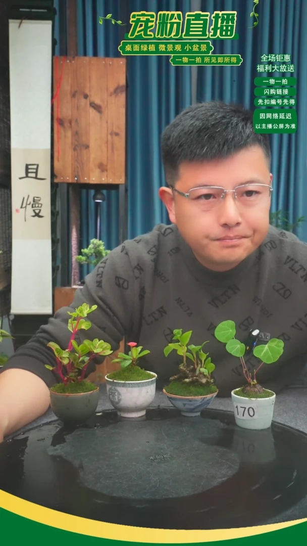 无花朵初*苔藓微景观170号