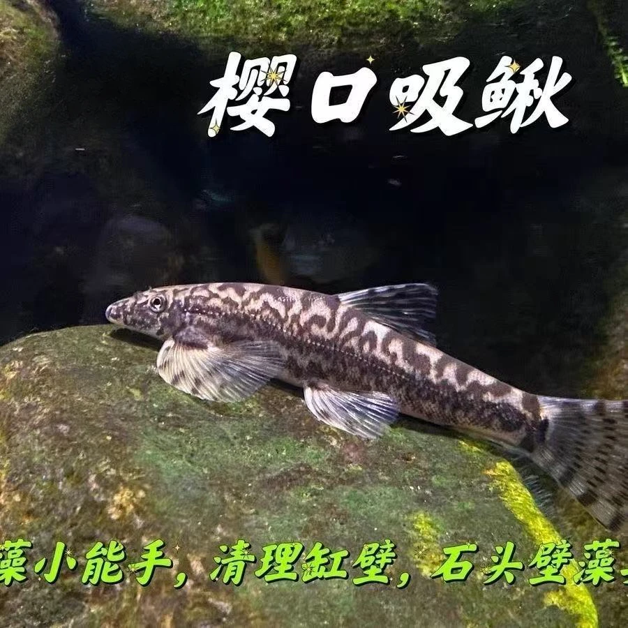 樱口鳅鱼 冷水鱼 冷水清道夫 缨口鳅 金鱼锦鲤清道夫 工具鱼