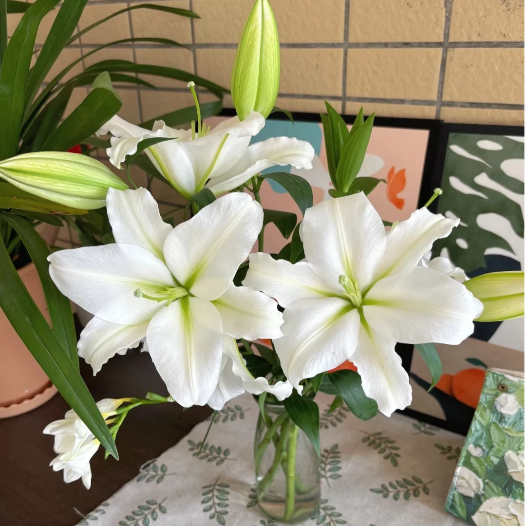 (白月光) 白色香水百合东北基地顺丰包邮水生鲜切花养护真花