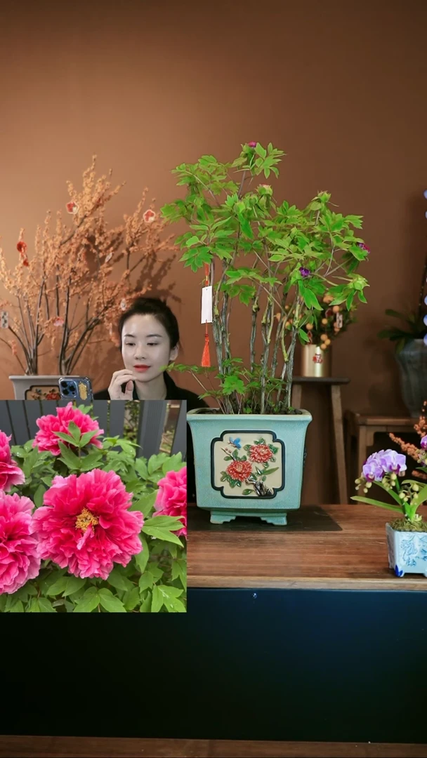 【闪购商品】盆景洛阳牡丹