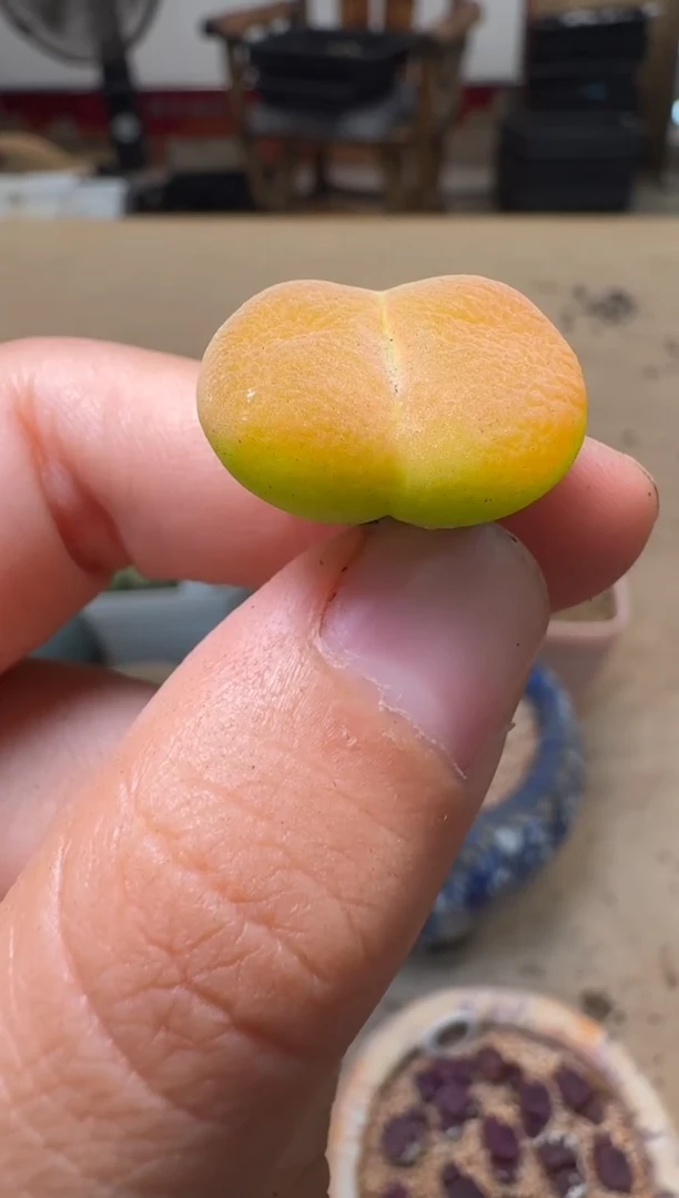 12-152多肉植物肉锥