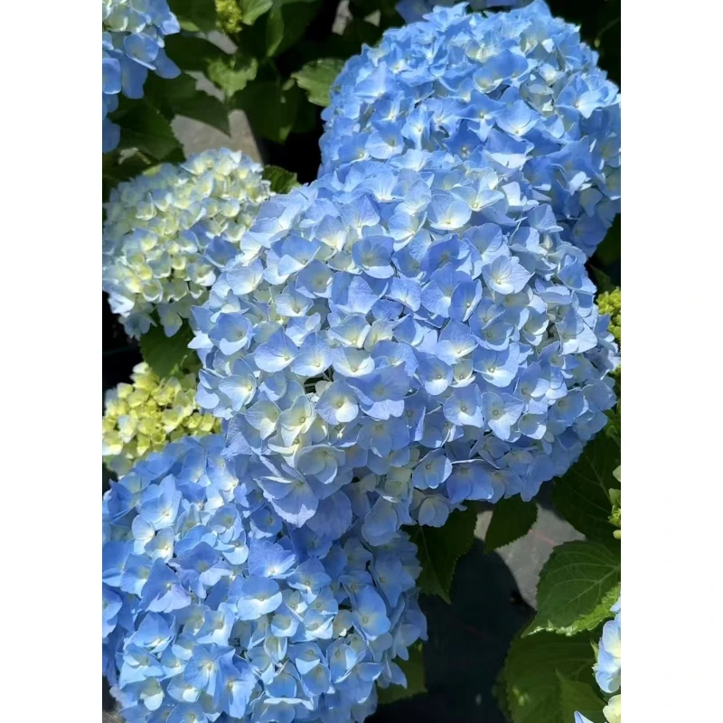 【炫彩大海蓝】爆款 多色 绣球盆栽