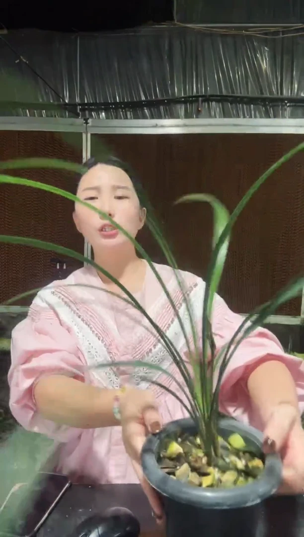 无花朵红凤奇花2苗带花苞