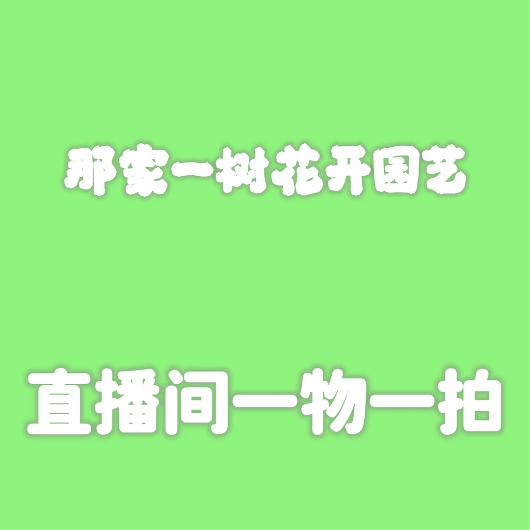 迎春花，探春花一物一拍