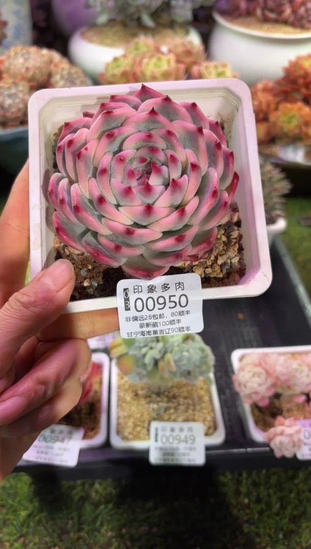 【闪购商品】00950