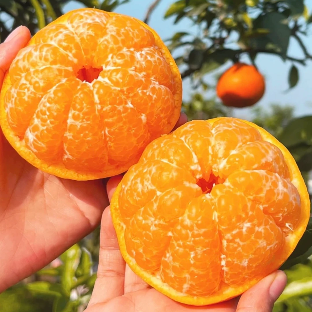 【坏果包赔】四川正宗春见耙耙柑手剥自然成熟