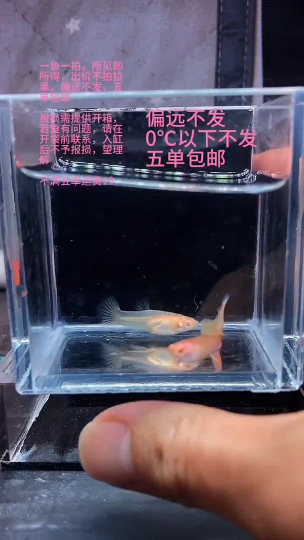 孔雀鱼孔雀鱼 11