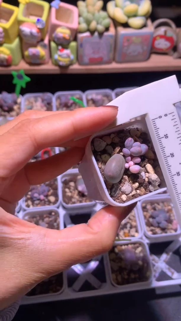 奶酪锦多肉奶酪锦