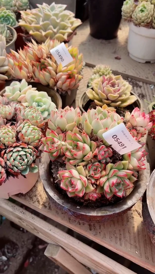 【闪购商品】05491