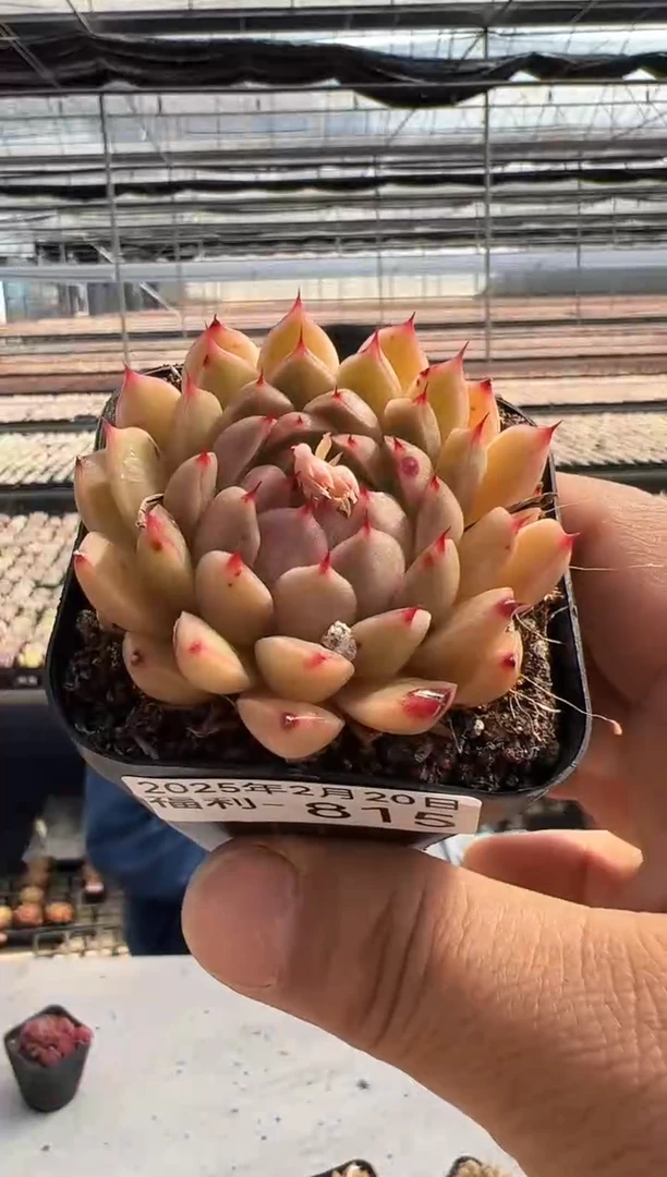 【闪购商品】福利多肉-815