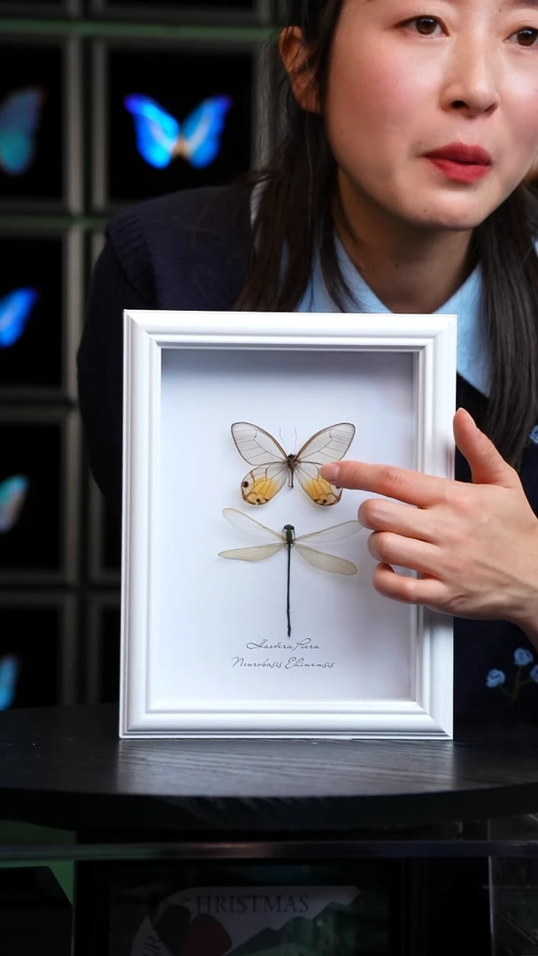 黄晶眼蝶+烟翅绿色蟌8寸欧式白框