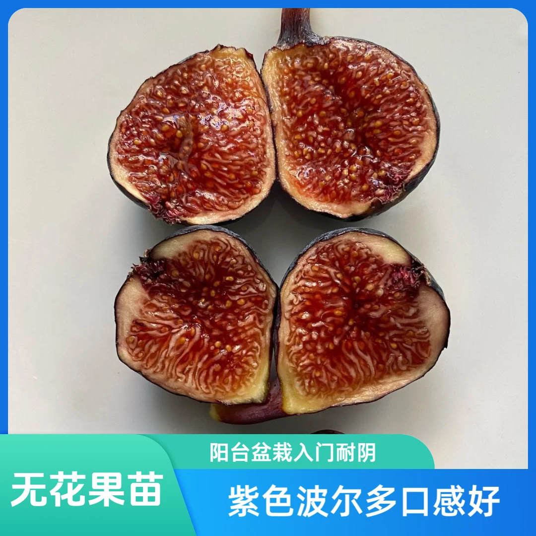 紫色波尔多无花果树苗风味独特小果耐阴丰产新手入门阳台露台盆栽