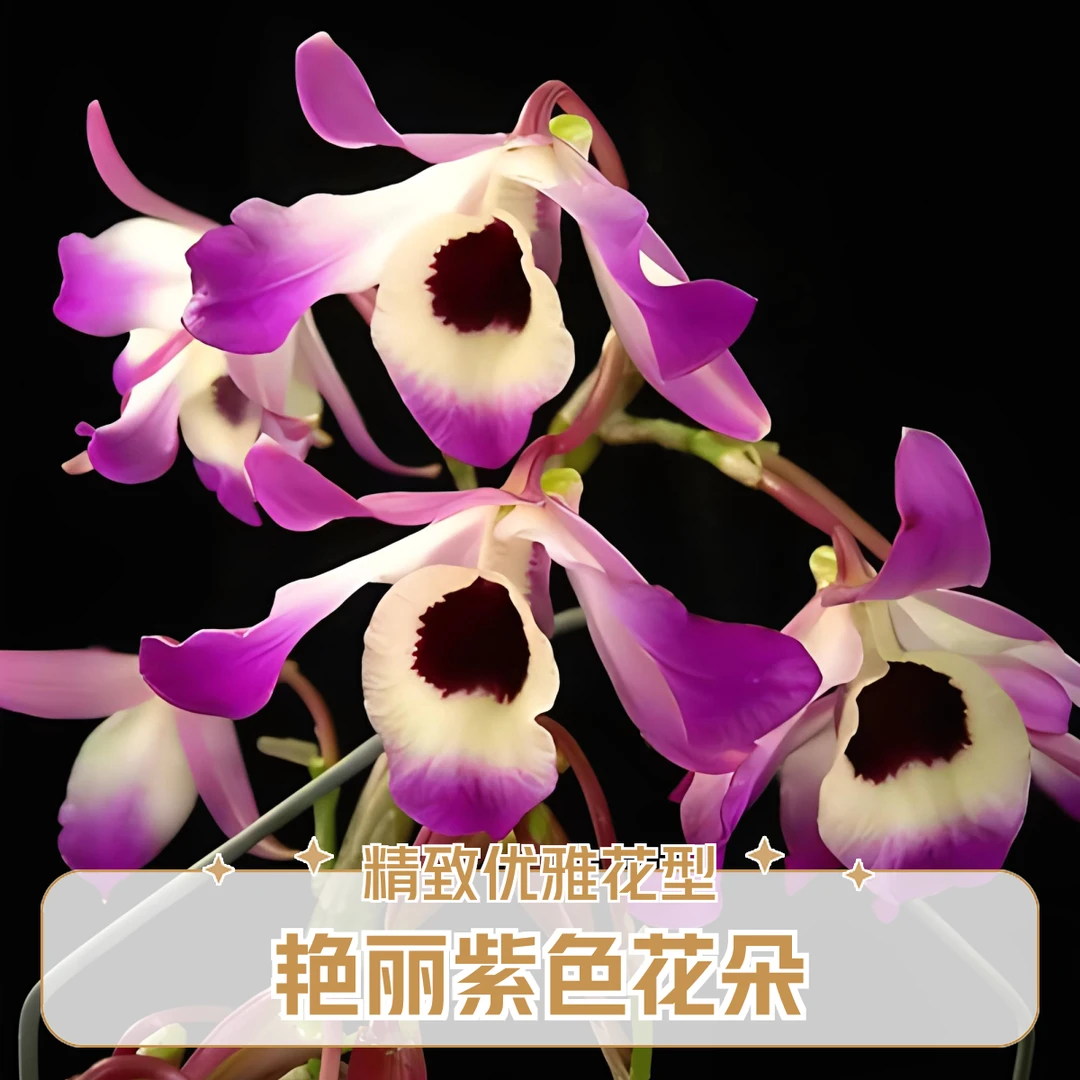 精选大紫花川金钗石斛花卉盆栽绿植铁皮石斛兰花直播间